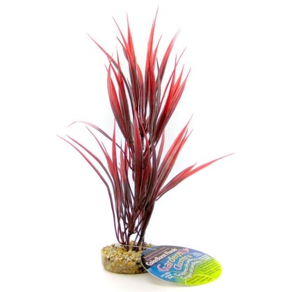 Blue Ribbon Sword Plant with Gravel Base - Red - 10