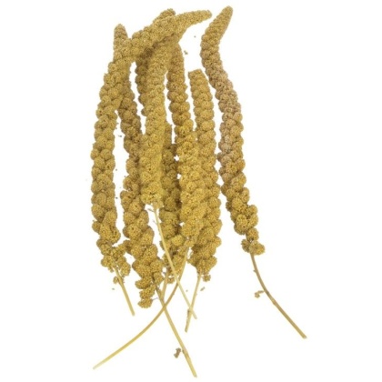 Sunseed Golden Millet Spray Natural Bird Treat - 25 lbs