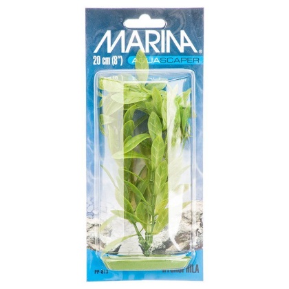 Marina Hygrophila Plant - 8
