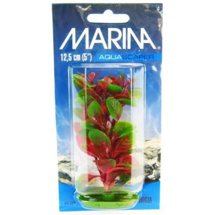 Marina Red Ludwigia Plant - 5\
