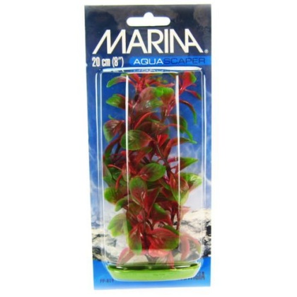 Marina Red Ludwigia Plant - 8\