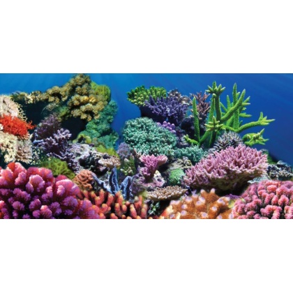 Aquatic Creations Coral Cling Aquarium Background - 36
