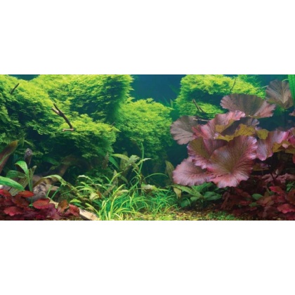 Aquatic Creations Tropical Cling Aquarium Background - 36\