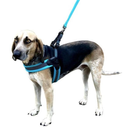 Sporn Easy Fit Dog Harness Blue - X-Large 1 count